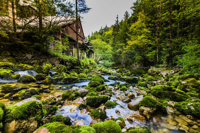 Plants and trees by river in forest