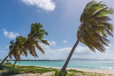 Palm trees on beach against sky