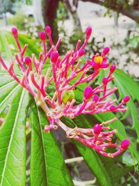 Close-up of pink flowers blooming outdoors