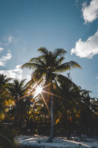 Palm trees on beach against sky