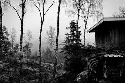 Bare trees with buildings in background