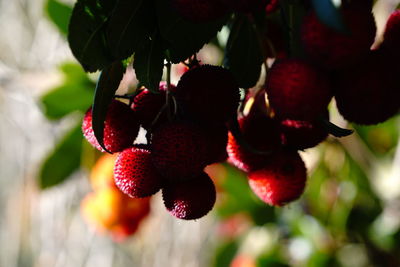 Close-up of red berries growing on tree