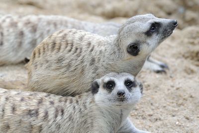 Close-up of meerkats on field