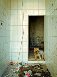 Portrait of cat on tiled floor