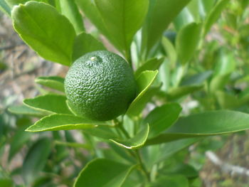 Close-up of fruits on tree