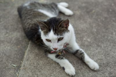 High angle view of cat relaxing on street