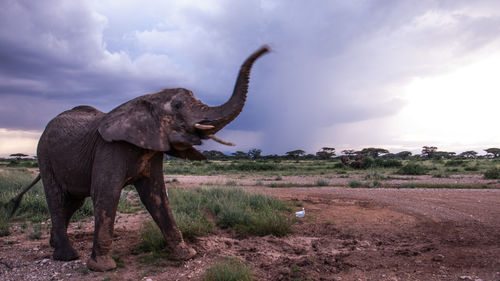 View of elephant on field against sky