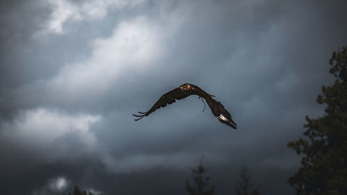 Low angle view of eagle flying against sky