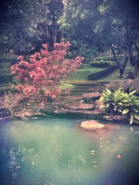 Scenic view of pond