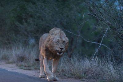 Lion standing in a forest