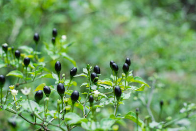 Colombian wild chili, usually grows in wild places in the form of a bush