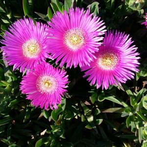 Close-up of flowers blooming outdoors