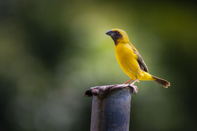 Asian golden weaver perched on steel pipe in the garden of thailand