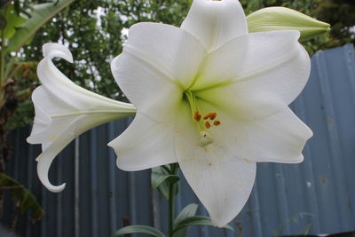 Close-up of white flowering plant