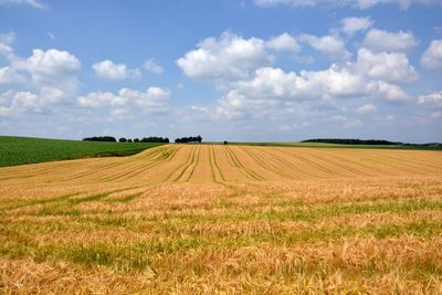 Scenic view of agricultural field against sky