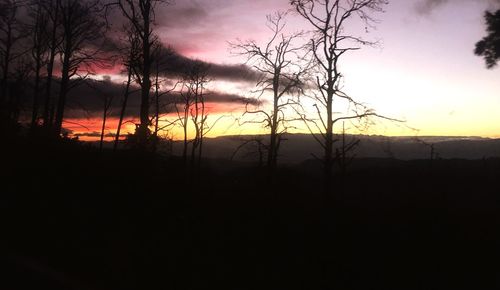 Silhouette of trees at sunset