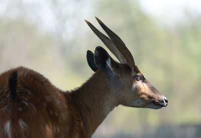 Close-up of giraffe