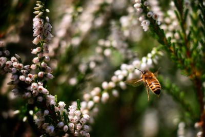 Close-up of bee on flower