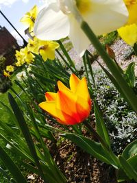 Close-up of yellow flowers blooming outdoors