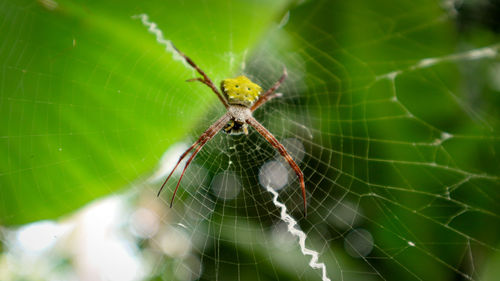 Close-up of spider on web