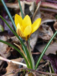 Close-up of yellow flower blooming outdoors