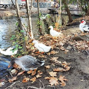 High angle view of birds in water