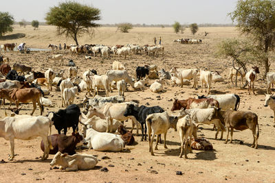 Flock of sheep on field