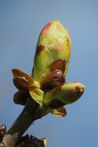 Close-up of fruit against blue sky