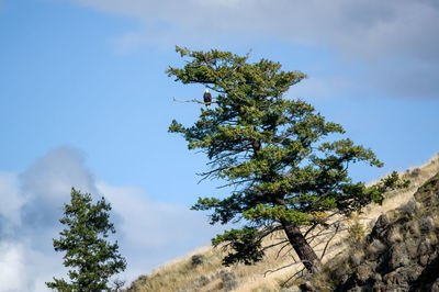 Low angle view of tree against sky