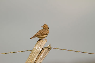 Bird perching on pole against clear sky