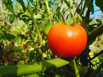 Close-up of tomatoes on plant
