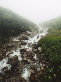 Scenic view of river amidst trees in forest