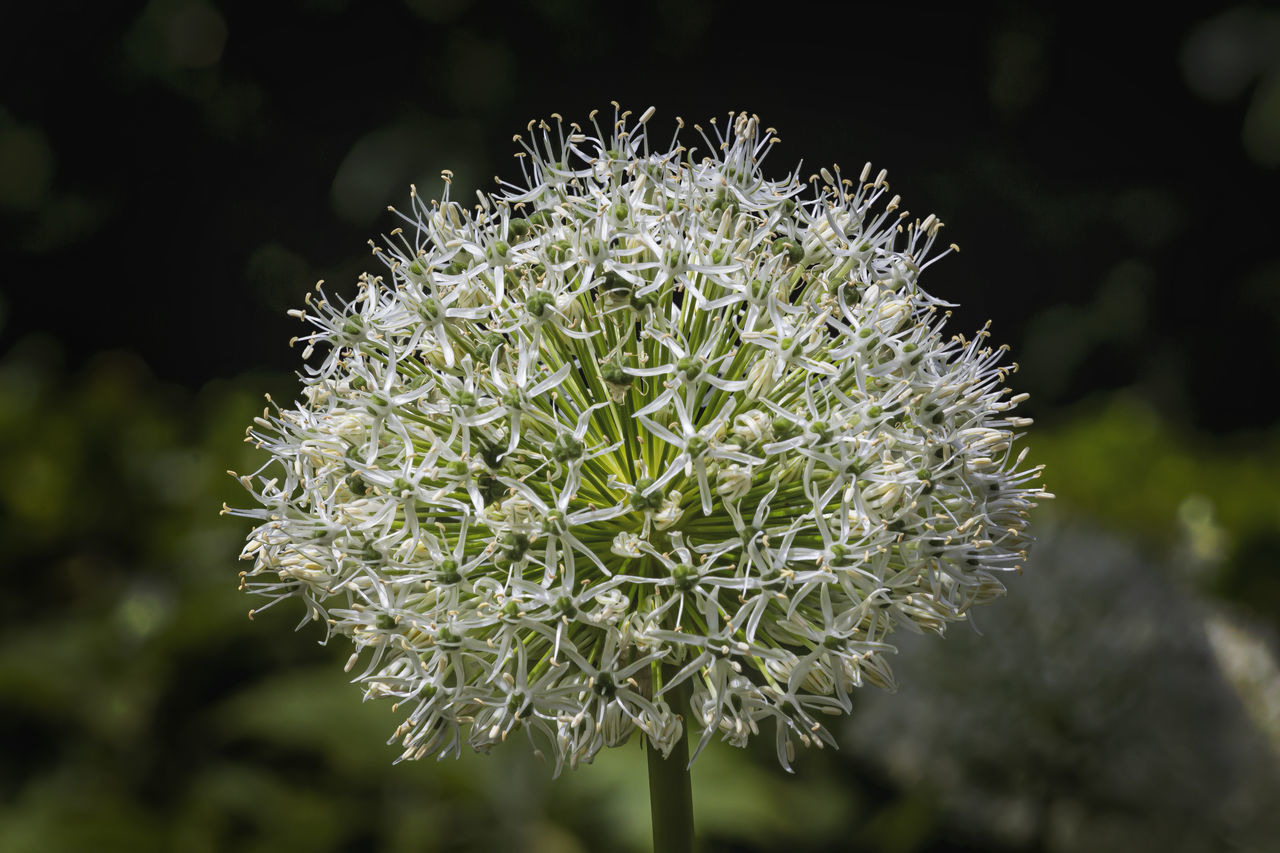 CLOSE-UP OF FLOWERING PLANT