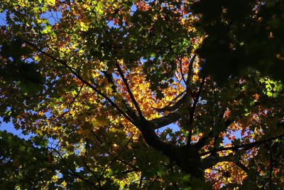 Low angle view of tree against sky