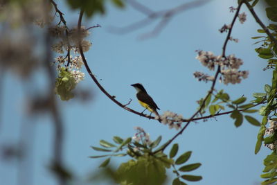 Low angle view of bird perching on tree against sky