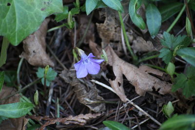 High angle view of iris blooming outdoors
