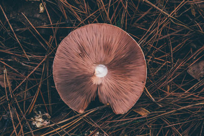 Close-up of mushroom