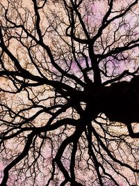 Low angle view of bare tree against sky