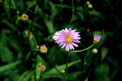 Close-up of purple flowering plant on field