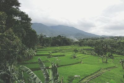 Scenic view of agricultural field against sky