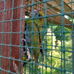 View of birds in cage