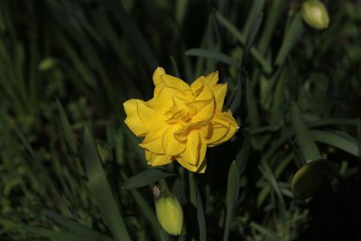 Close-up of yellow flowering plant