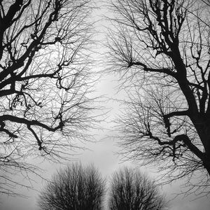 Low angle view of silhouette bare trees against sky