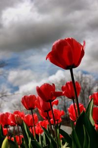 Close-up of red tulips against cloudy sky