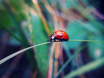 Close-up of ladybug on grass