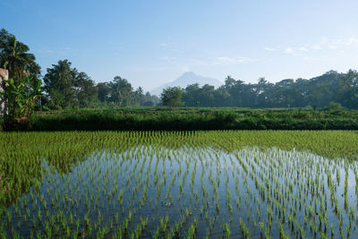 Scenic view of rice field against sky