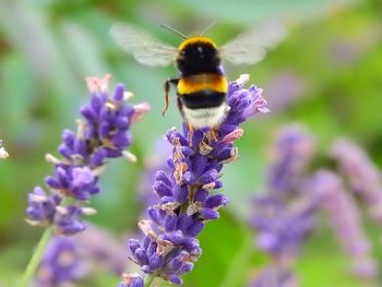 Close-up of bee on purple flower