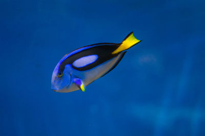 Close-up of fish swimming in sea