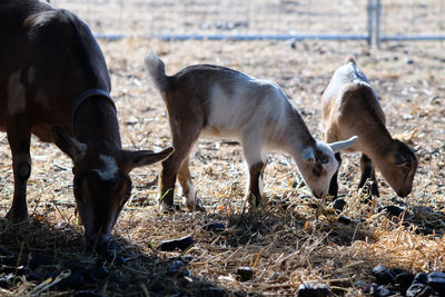 Goat with kids grazing on field