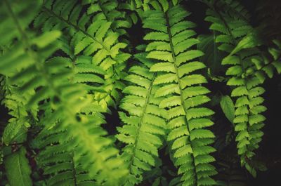 High angle view of green leaves